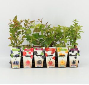 Mini Fruitplanten mix cadeau