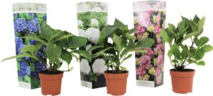 Plant in a Box - Mix van 3 Hydrangea macroph. cadeau