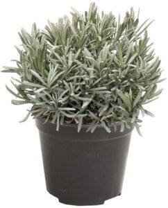 2 Lavendels in pot cadeau