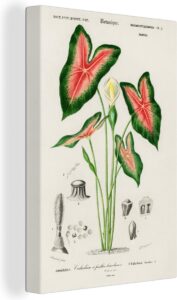Canvas Schilderij Vintage - Plant - Caladium  cadeau