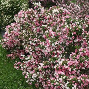 Weigela Carnaval ('Courtalor') cadeau