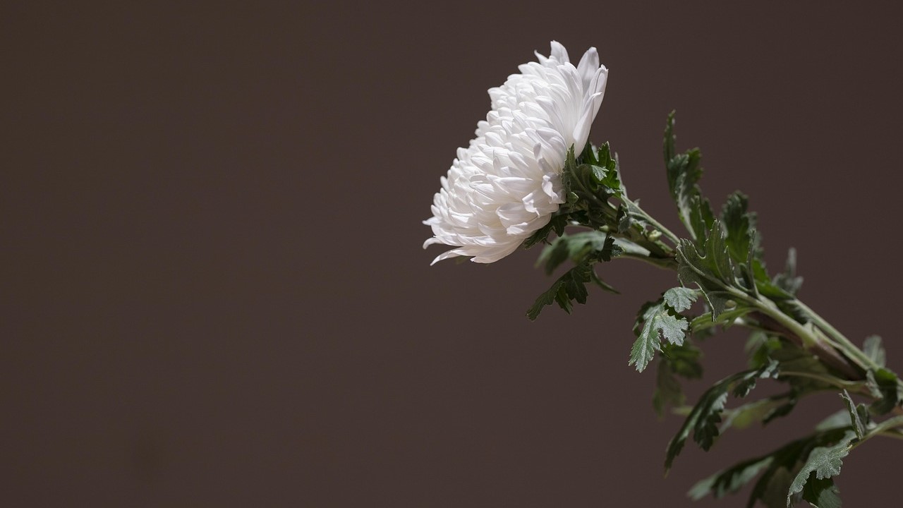 Witte chrysant, symbool van rouw en troost, passend bij betekenisvolle afscheidscadeaus
